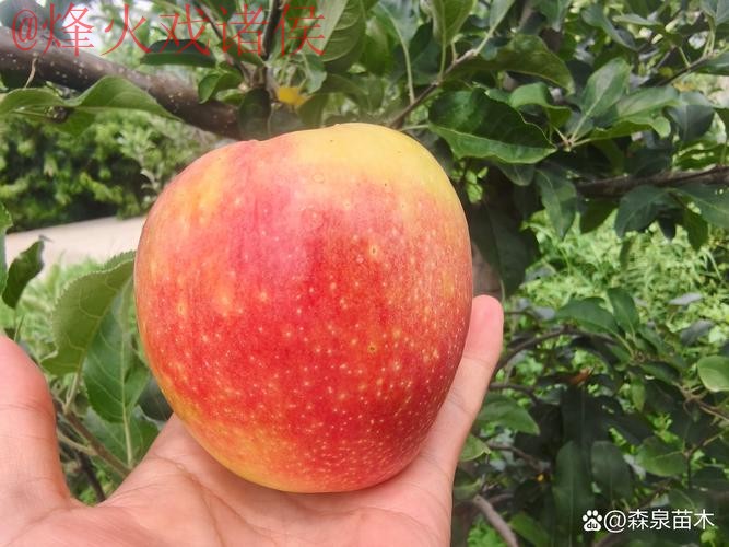 世界杯外围苹果最佳 世界杯外围苹果最佳